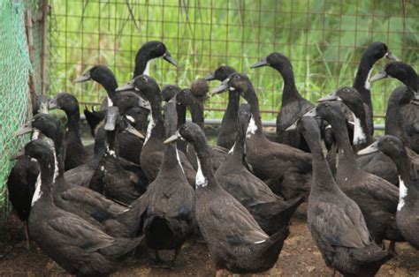 itik_site|Itik for life Program for Sustainability of Philippine Duck Industry.